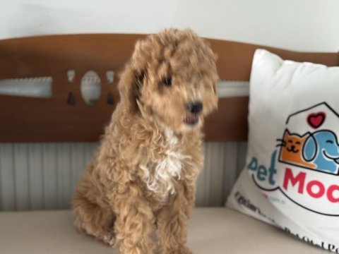 Petmode köpek çiftliğinden wc eğitimli maltipoo yavrular