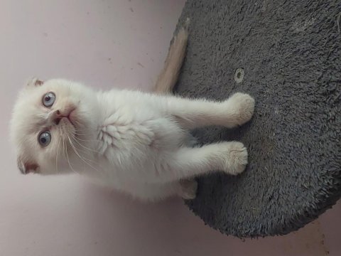 Son 2 adet dişi scottish fold topkafa yavrular