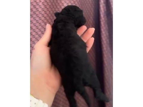 Safkan toy poodle yavrular