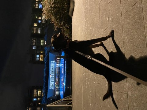 2,5 yaşında kısır erkek chocolate labrador