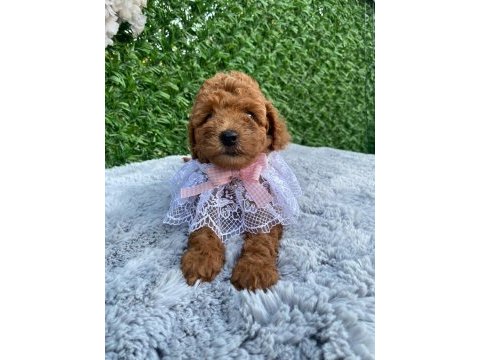 Toy poodle yavruları