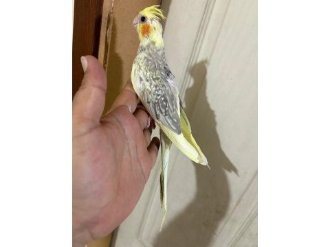 Evlere maskot 51 günlük renk güzeli sultan bebek