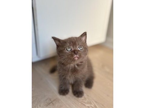 British shorthair çikolata