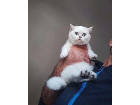 British shorthair yavruları