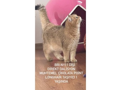 Fuul şecereli safkan yetişkin dişiler
