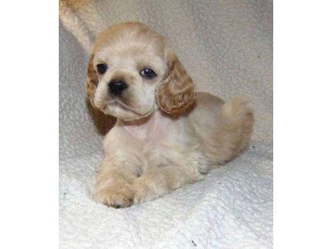 Amerikan cocker köpeklerimiz gelip görerek alabilirsiniz