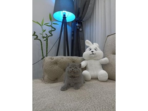 Ayı surat british shorthair