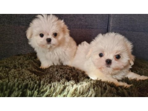 2.5 aylık orijinal kore maltese