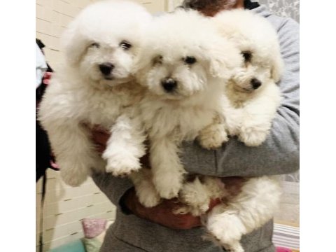 Kar beyaz bichon frise yavrular