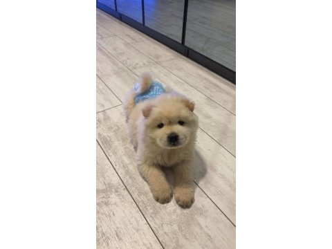 A kalite chow chow bebekler