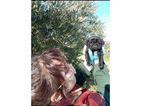 Sıyah black pug yavrularımız