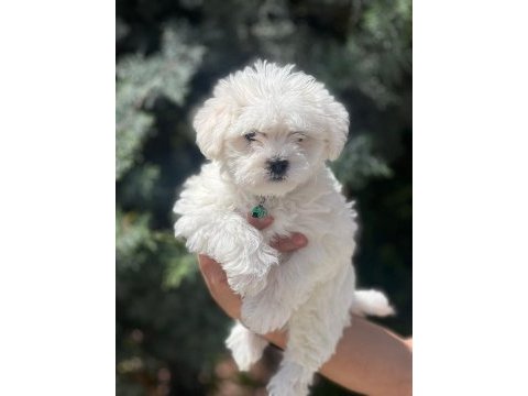 Irk garantili erkek güzeli köpeğimiz