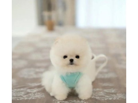 Teddy bear pomeranian boo yavrumuz