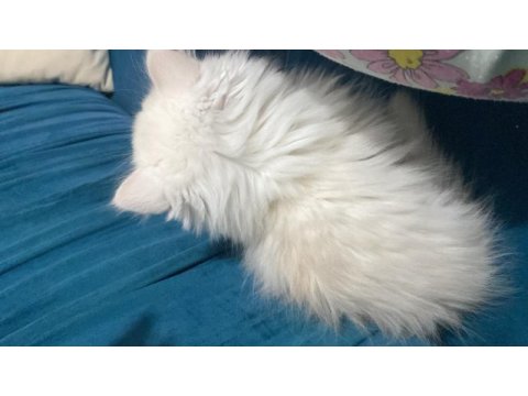 1 buçuk aylık dişi british longhair