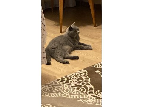 Sağlıklı dişi british shorthair