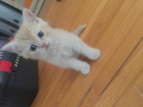 Hemen teslim british shorthair yavrularımız