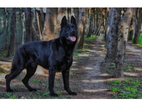 Siyah alman kurdu yavruları