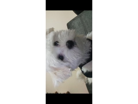 Evimizin neşesi köpekler