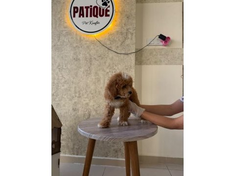 Toy poodle bebeğim