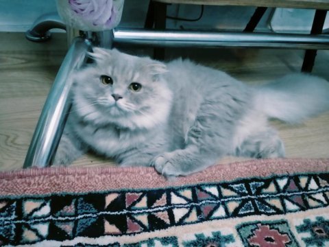 Scottish fold 7 aylık