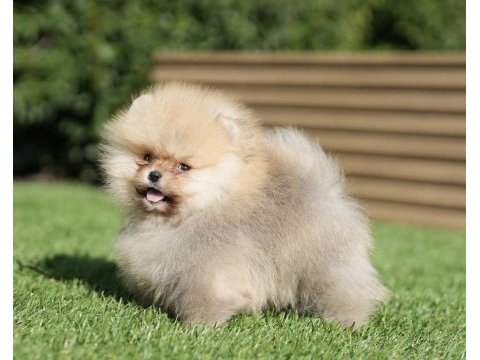 3 kuşak orjinal pomeranian boo