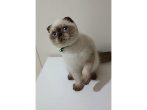 Top kafa mavi göz scottish fold erkek