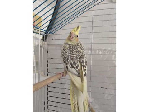 Çok sağlıklı pearl sultan papağanı