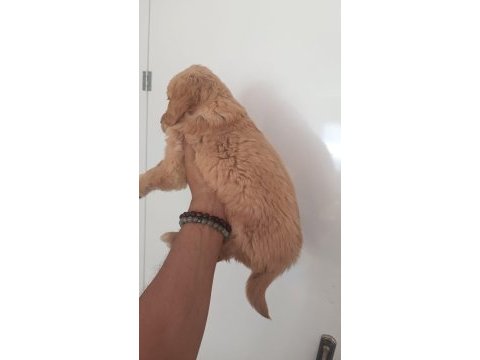 Irk ve sağlık garantili golden retriever yavru