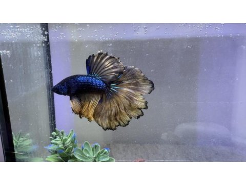 Akvaryumu ile beraber betta balığı