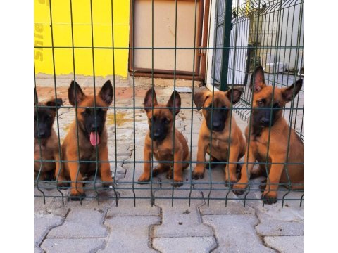 Muhteşem kan hattı malinois yavrular