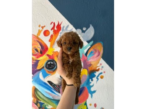 Anatomi güzeli poodle bebekler