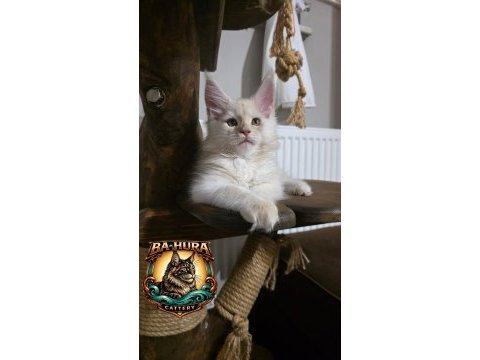 Kusursuz soy ağacından gelen erkek maine coon