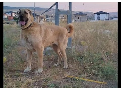 Dişi çoban köpeği