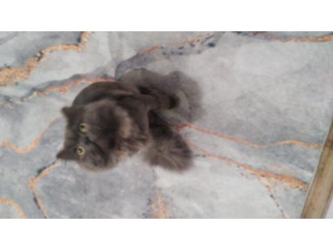 British longhair 1 yaşında
