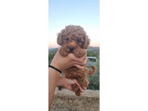 Orjinal toy poodle yavrular izmir