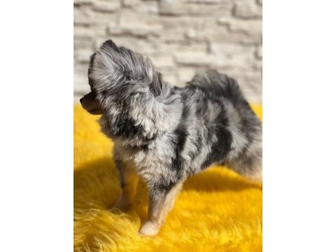 Pomeranian boo köpekleri