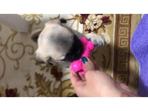 Dişi pug yavru köpeğimiz