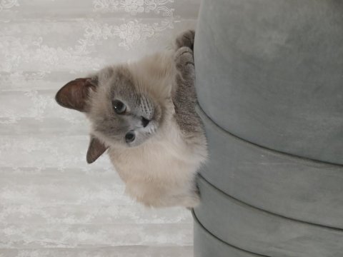 Minik british shorthair kızıma yuva arıyorum