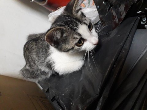 Apartmana bırakılmış kediyi ücretsiz sahiplendirme