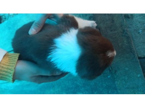 Border collie yavrulari
