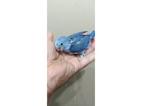 Mavi boncuk erkek cep papağanı forpuslar