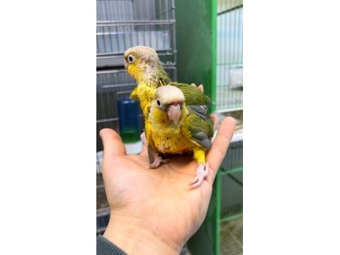 Konur papağanı bebekler