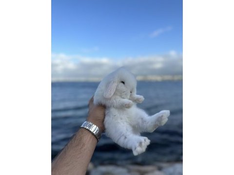 Safkan hollanda cüce ve mini tavşan yavrular