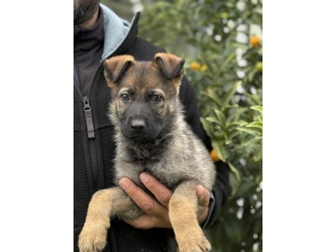 Şampiyon anne babadan şecereli yavru working alman kurdu