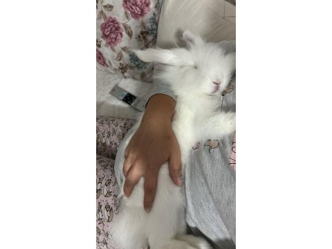 Hollanda lop tavşanı