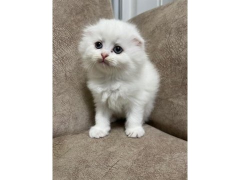 Sıfır kulak ayı surat scottish fold bebekler