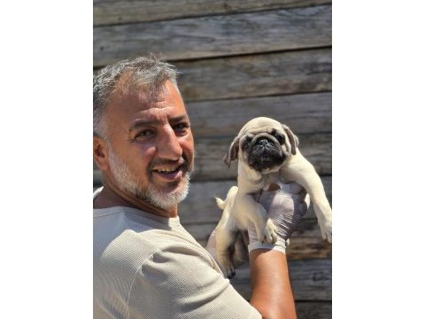 Mükemmel kalitede pug mops yavruları burkemden