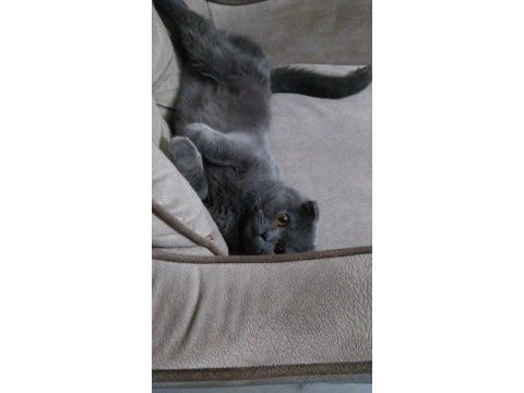 Safkan scottish fold dişi