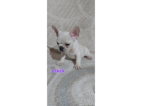 Fransız bulldog