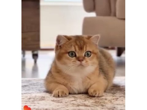 Kedimiz kisir disi takip sarti ile sahiplendirilecektir
